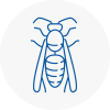 Oxhey Wasp Nest Removal